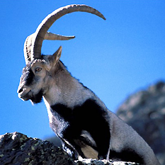 southeastern ibex1